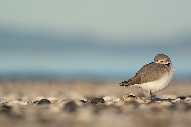 Auckland Birdwatching and Hiking Private Tour - Key Points