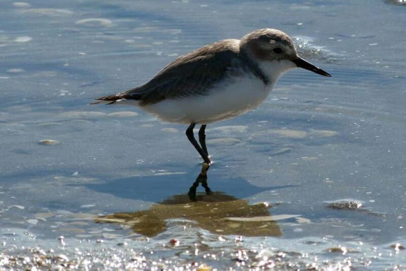 Auckland: Birdwatching, Hiking & Waterfalls Tour - Key Points