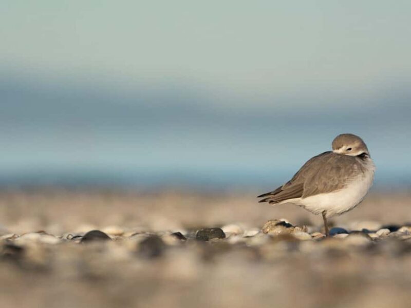 Auckland: Birdwatching, Hiking & Waterfalls Tour - FAQ