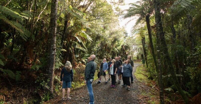 Auckland City, Beaches & Rainforest Premium Small Group Tour - The Sum Up: Who Will Love This Tour?