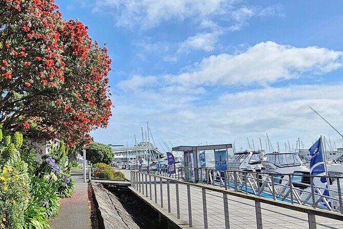 Auckland City Halfday Private Tour - What to Expect from the Experience