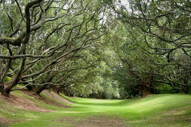 Auckland Coastal Experience - Small Group City & Beach Tour Incl. Wine Tasting - The Transport and Overall Comfort