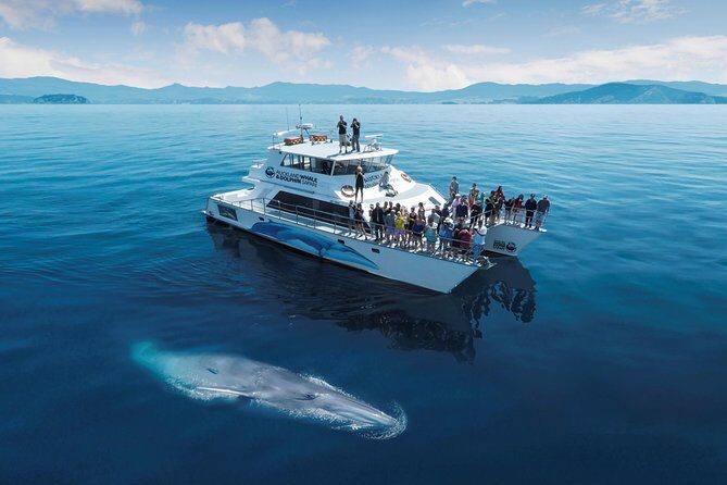 Auckland Dolphin and Whale Watching Eco-Safari Cruise - A Closer Look at the Experience