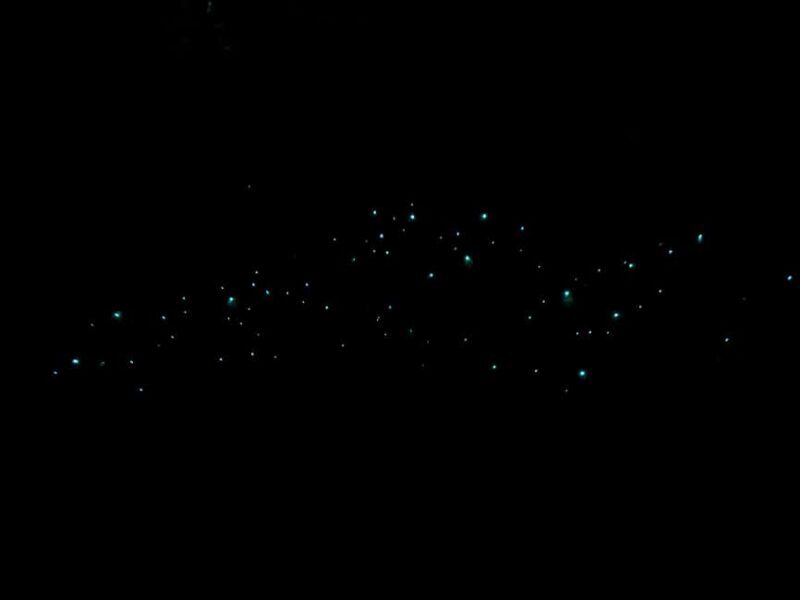 Auckland Glowworm Tour - An In-Depth Look at the Auckland Glowworm Tour