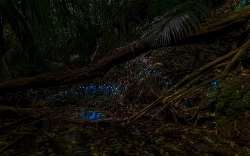 Auckland Glowworm Tour - The Sum Up