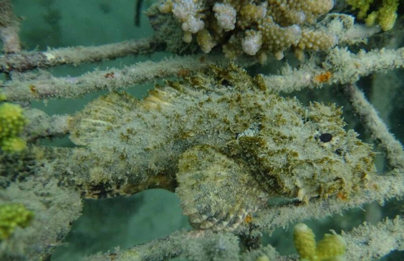 Auckland: Guided Snorkeling and Island Exploration Tours - Frequently Asked Questions (FAQs)