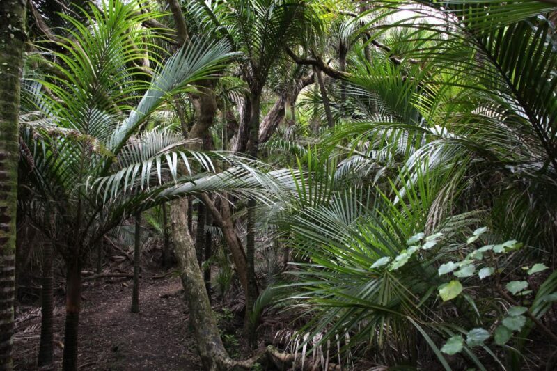 Auckland: Half-Day Private City Highlights Tour - FAQs