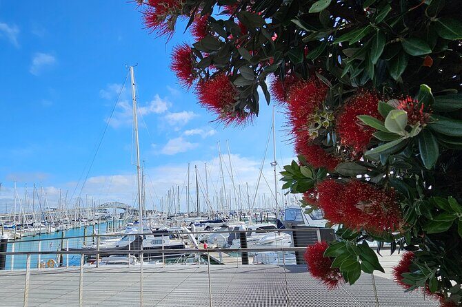 Auckland Halfday Private Guided Tour - A Closer Look at the Auckland Halfday Private Guided Tour