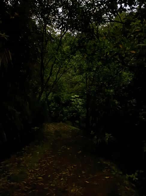 Auckland North Shore Glowworm Tour - A Closer Look at the Auckland North Shore Glowworm Tour
