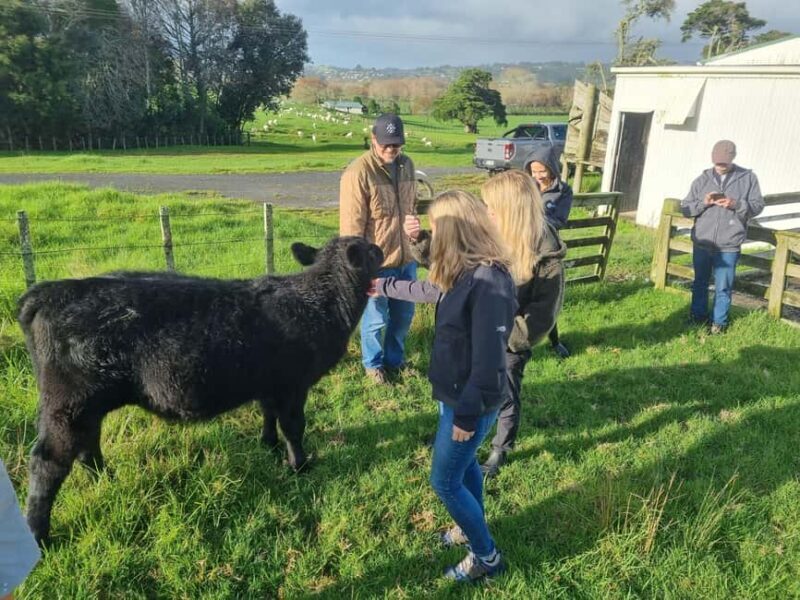 Auckland: Private Farm Tour with Sheep Shearing & Lunch - Who Should Consider This Tour?