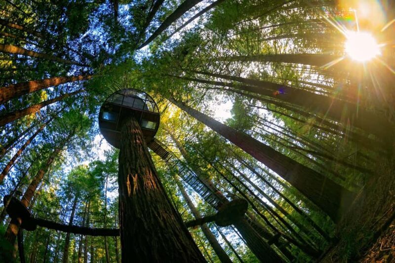 Auckland: Rotorua Highlights w Redwoods Treewalk & Hot Tubs - The Full Experience: What You Can Expect