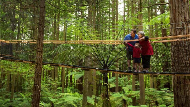 Auckland: Rotorua Highlights with Redwoods Treewalk & Spa - A Closer Look at the Rotorua Day Tour