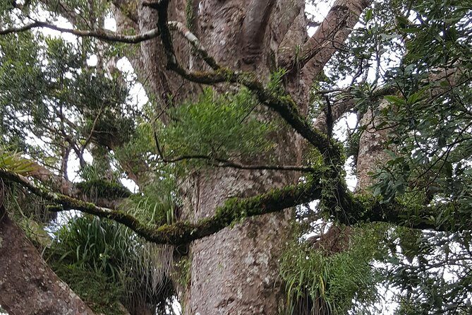 Auckland Sights Exclusive 8 Hour Luxury Day Tour - Why Choose This Tour?