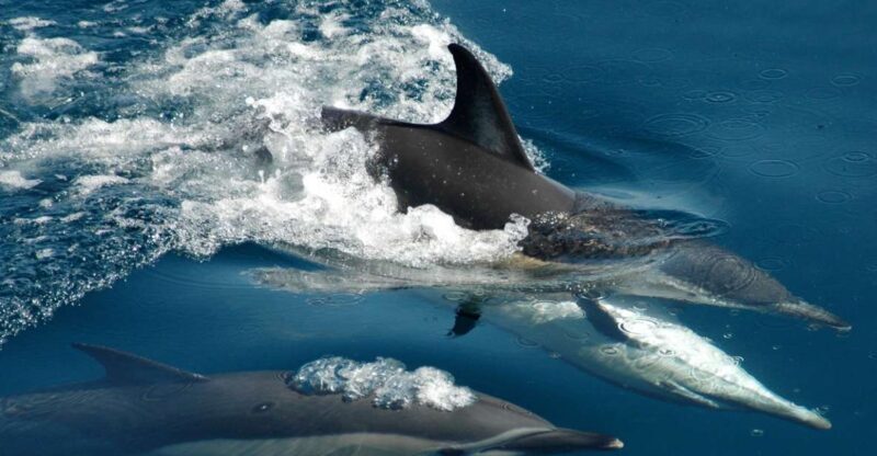 Auckland: Tikapa Moana Whales, Dolphins and Islands Cruise - Key Points