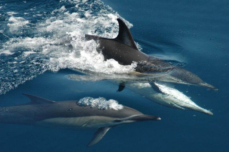 Auckland: Tikapa Moana Whales, Dolphins and Islands Cruise - Final Thoughts
