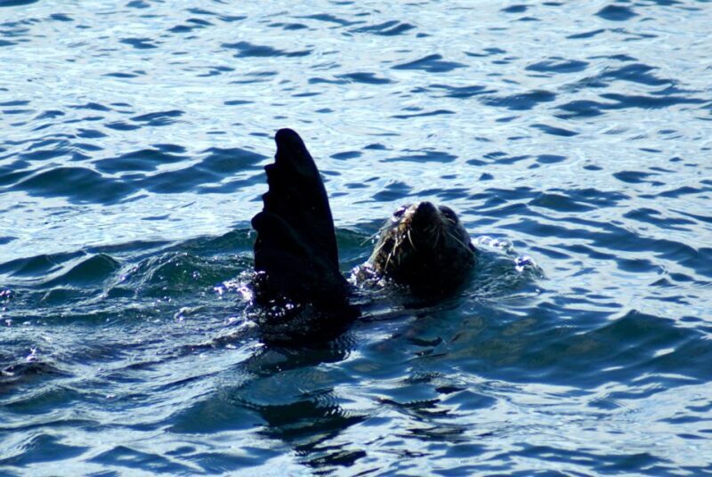 Auckland: Tikapa Moana Whales, Dolphins and Islands Cruise - FAQ