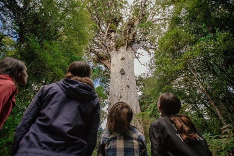 Auckland to Paihia via West Coast Small Group Tour (One Way) - In-Depth Look at the Experience