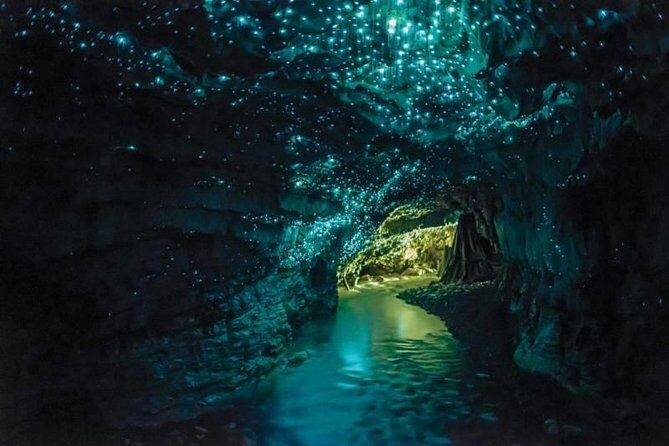 Auckland to Rotorua via Waitomo Caves Small Group Tour (One Way) - The Practicalities and Value
