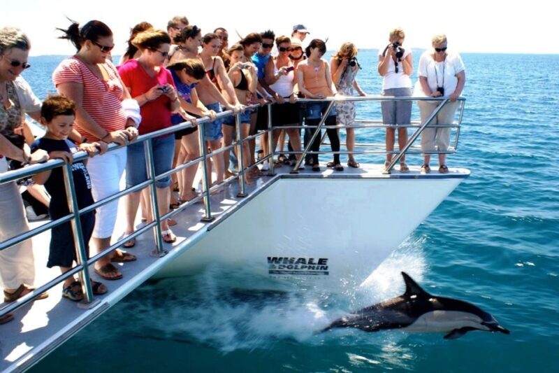 Auckland: Whale and Dolphin Watching Half-Day Eco Cruise - Auckland: Whale and Dolphin Watching Half-Day Eco Cruise — A Genuine Marine Adventure