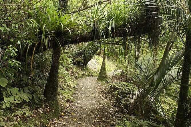 Auckland's Wild West Coast & Black Sand Beaches Tour inc Lunch - What the Reviews Say