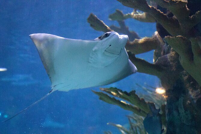 Audubon Aquarium and Insectarium Ticket - Key Points