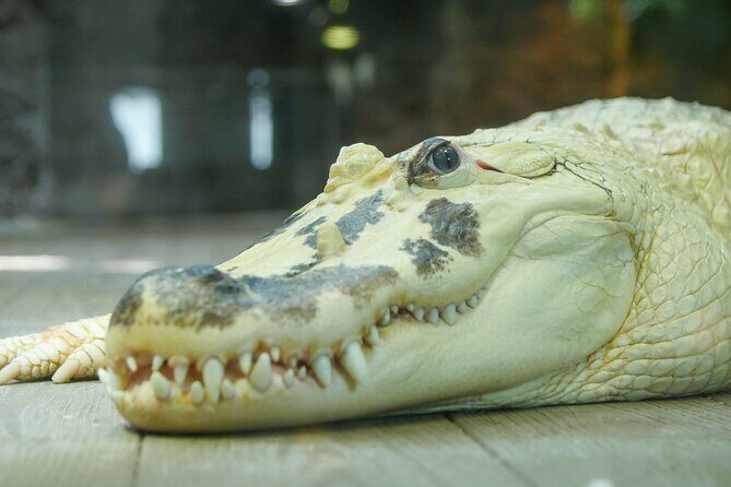 Audubon Aquarium and Insectarium Ticket - What Travelers Love Most