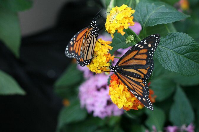 Audubon Zoo, Aquarium, and Insectarium Combo Ticket - The Sum Up: Is This Experience Worth It?