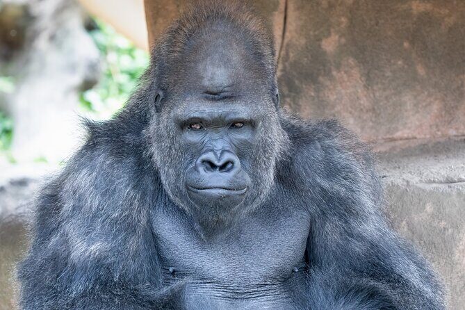 Audubon Zoo Ticket - A Deep Dive into the Audubon Zoo Experience