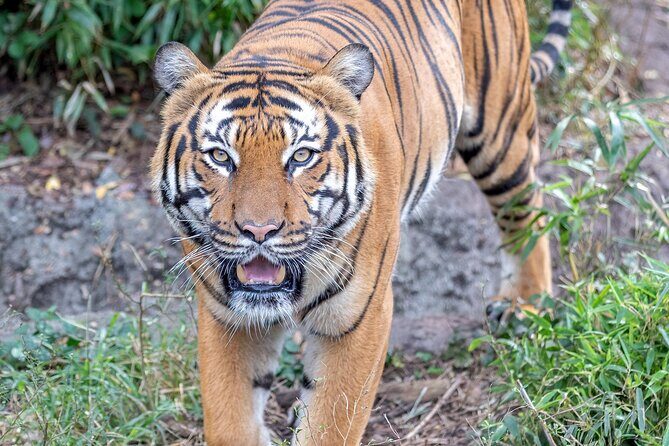 Audubon Zoo Ticket - Final Thoughts