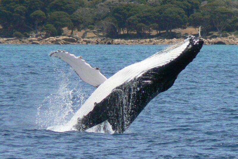Augusta: Whale Watching Tour - The Itinerary and What You Can Expect