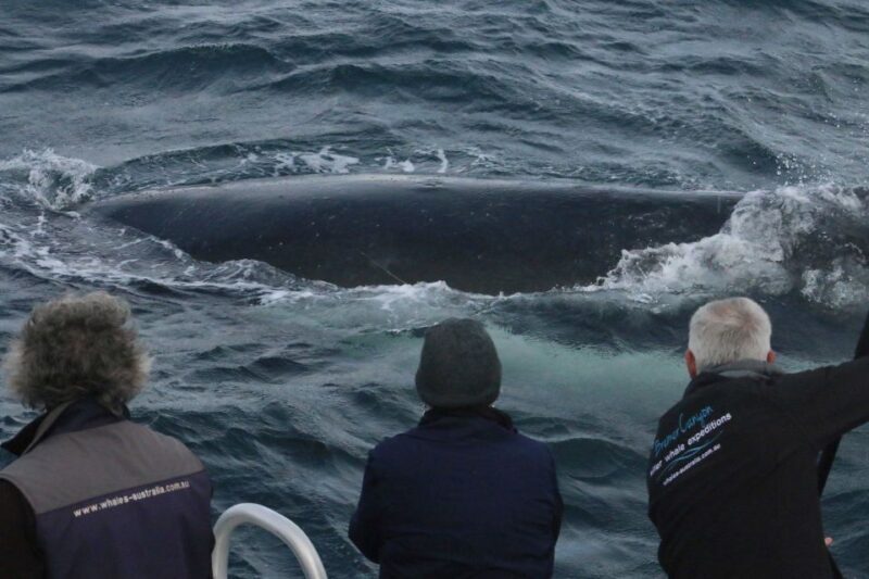 Augusta: Whale Watching Tour - Considerations and Possible Drawbacks