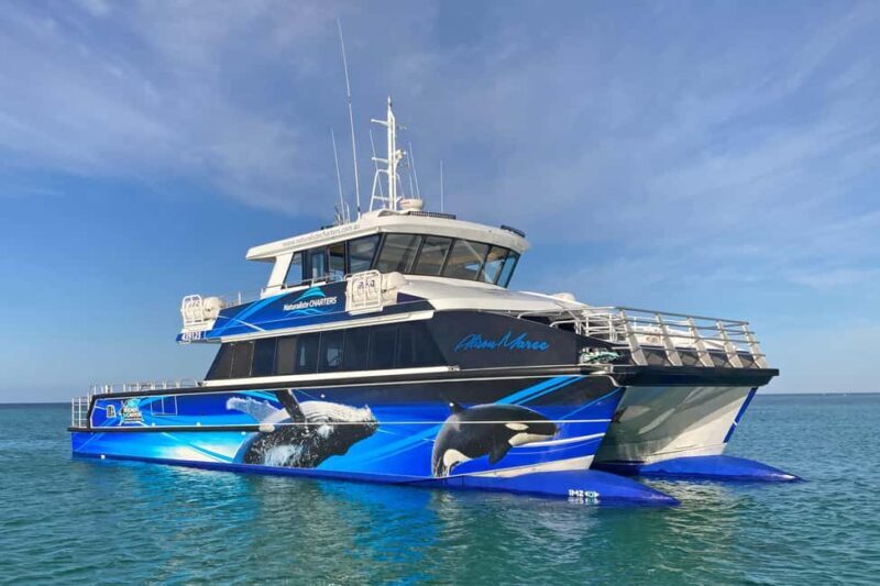 Augusta: Whale Watching Tour - In-Depth Review: The Value and Experience