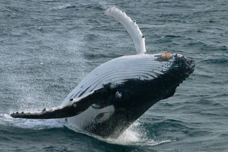Augusta: Whale Watching Tour - The Sum Up