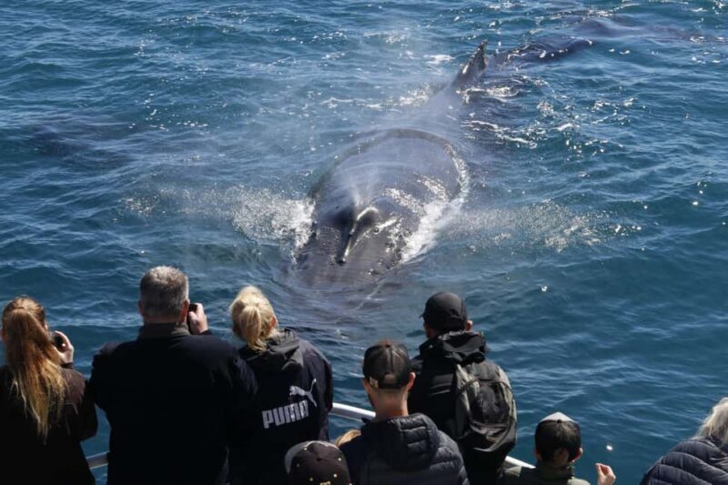 Augusta: Whale Watching Tour - Frequently Asked Questions