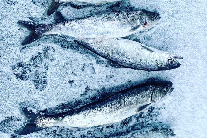 "Aurora Ice" - Ice Fishing & Salmon Dinner Tour - Who Should Consider This Tour?