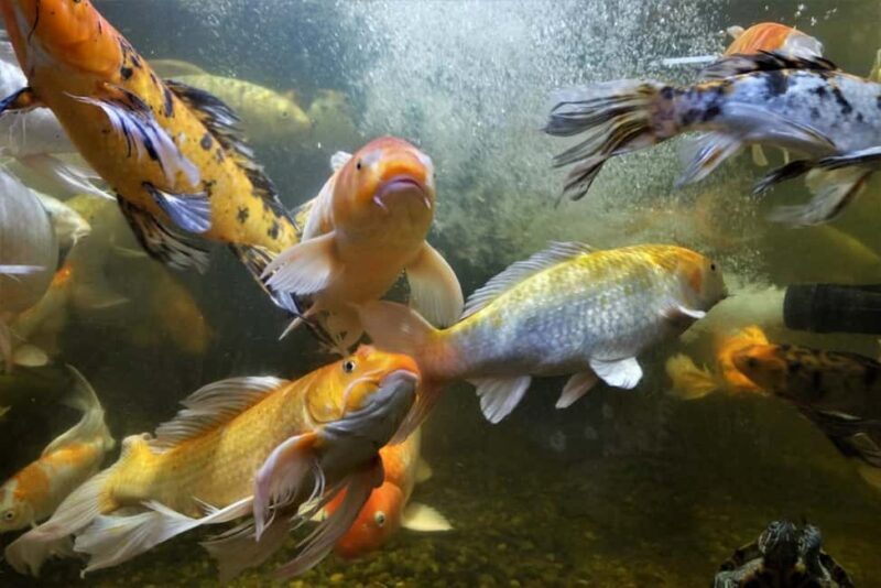 Austin Aquarium Entry Ticket - Frequently Asked Questions