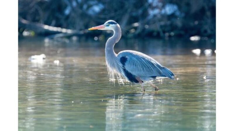 Austin: Journey to the Springs Guided Tour - FAQ