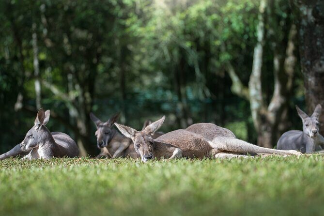 Australia Zoo Day Trip from Noosa /Sunshine Coast Region - An In-Depth Look at the Australia Zoo Day Trip from Noosa