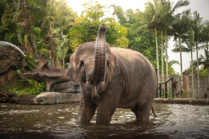 Australia Zoo Private Group Tour from Brisbane - Experience Australia’s Wildlife and Scenic Beauty with a Private Tour from Brisbane