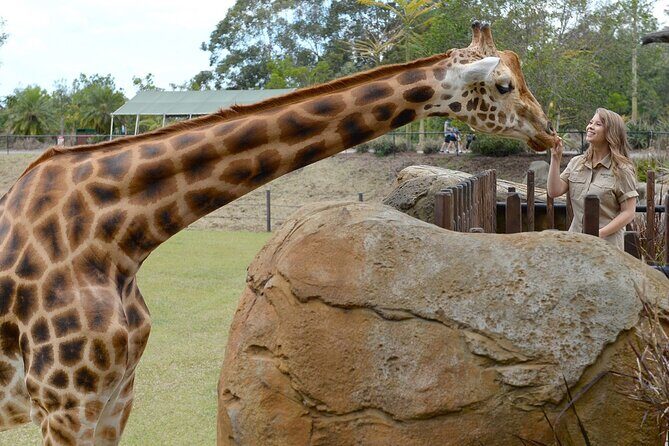 Australia Zoo Transfer from Noosa and Sunshine Coast - Key Points