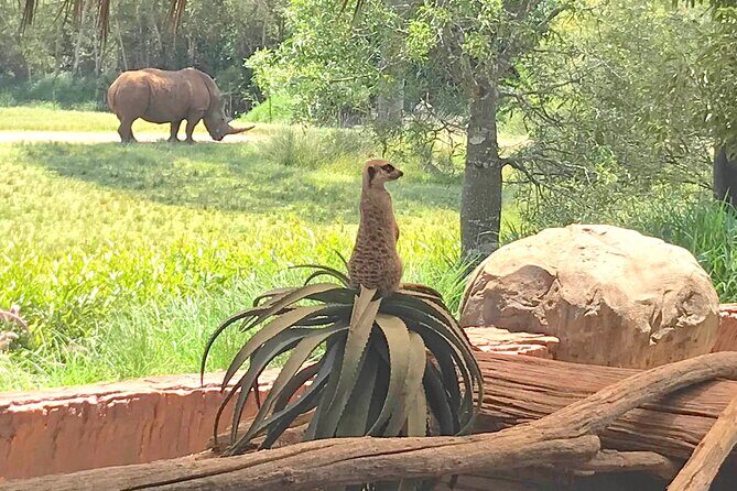 Australia Zoo Transfer from Noosa and Sunshine Coast - Who Should Consider This Tour?