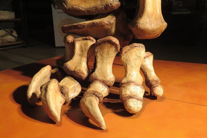 Australian Dinosaur Giants Tour - What You’ll See and Do on the Tour