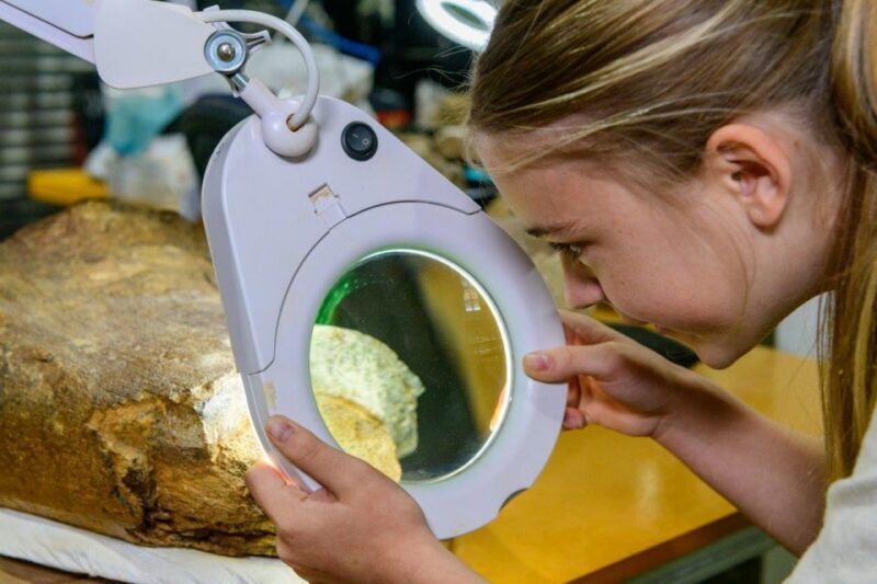 Australian Dinosaur Giants Tour - An In-Depth Look at the Australian Dinosaur Giants Tour