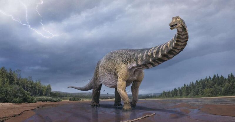 Australian Dinosaur Giants Tour - Final Thoughts