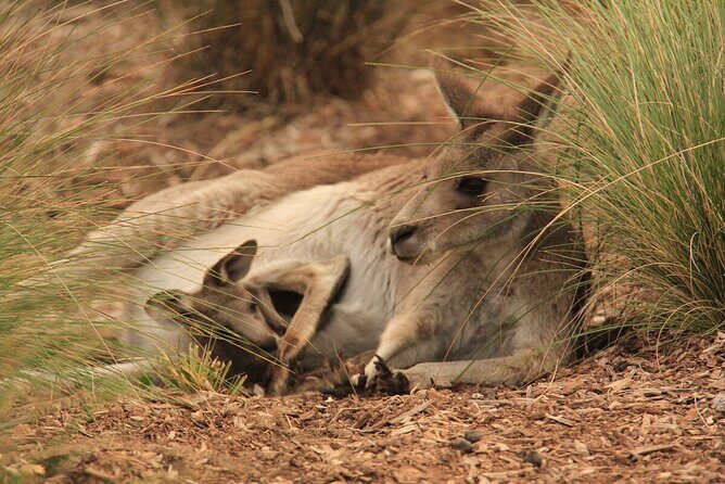 Australian Experience at Werribee Open Range Zoo - excl. entry - Experience Australian Wildlife at Werribee Open Range Zoo – Excl. Entry
