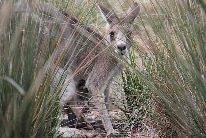 Australian Experience at Werribee Open Range Zoo - excl. entry - Key Points