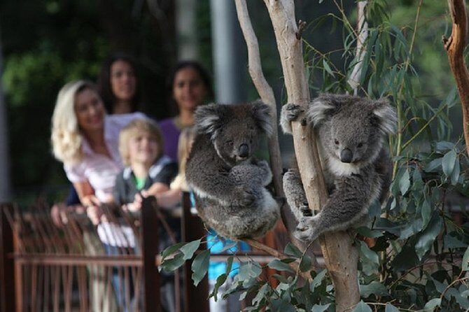 Australian Wildlife Tour at Melbourne Zoo Ticket - excl. entry - An Up-Cclose Look at Australia’s Wildlife at Melbourne Zoo