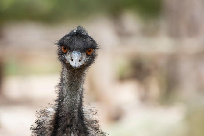 Australian Wildlife Tour at Melbourne Zoo Ticket - excl. entry - Exploring the Itinerary in Detail