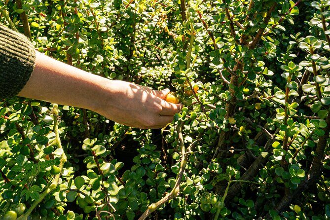 Authentic Cooking Class in Chinampa Xochimilco - Practical Details and Tips