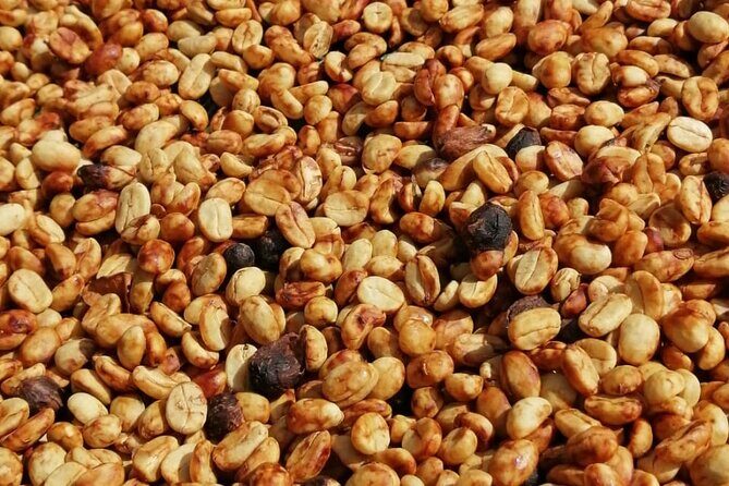 Authentic experience of Coffee, Cane and Caco inside the forest - An In-Depth Look at the Coffee, Cane, and Cacao Tour